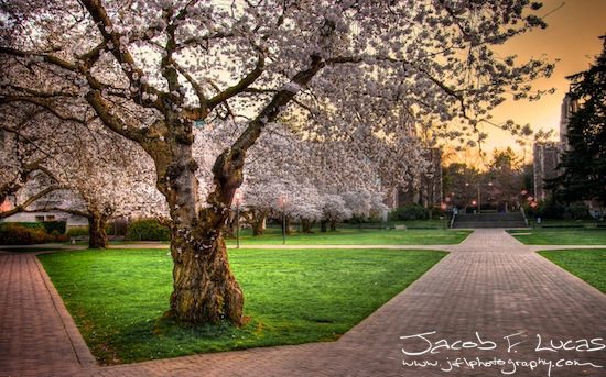 University of Washington